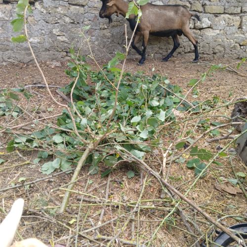 Chèvre 🐐 #3