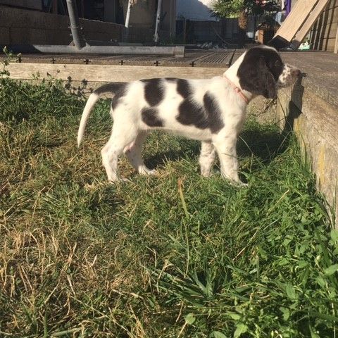 Chiot epagneul français #0