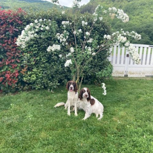 Chiot epagneul français #5