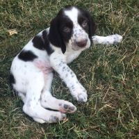 Chiot epagneul français #1