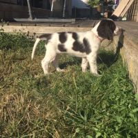 Chiot epagneul français