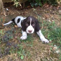 Chiot epagneul français #3