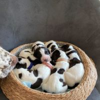 Chiot epagneul français #4