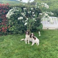 Chiot epagneul français #5