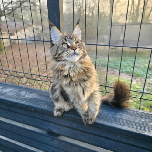 Chatons maine coon