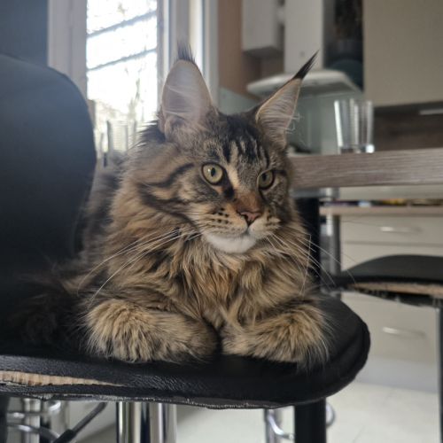 Chatons maine coon #1