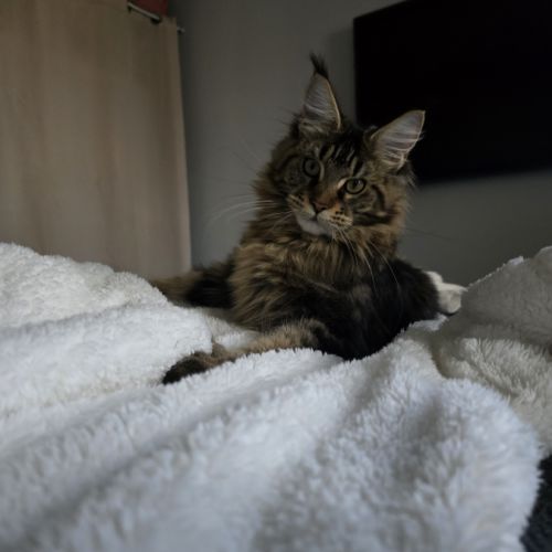Chatons maine coon #0