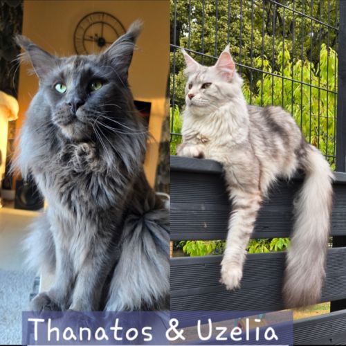 Chatons maine coon #2