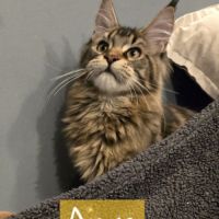 Chatons maine coon