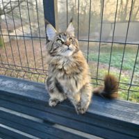 Chatons maine coon