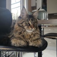 Chatons maine coon #1
