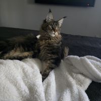 Chatons maine coon #3