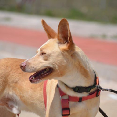 Krispy, podenco Ă  l'adoption ! đŸ #2