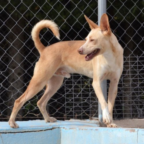 Krispy, podenco Ă  l'adoption ! đŸ #5