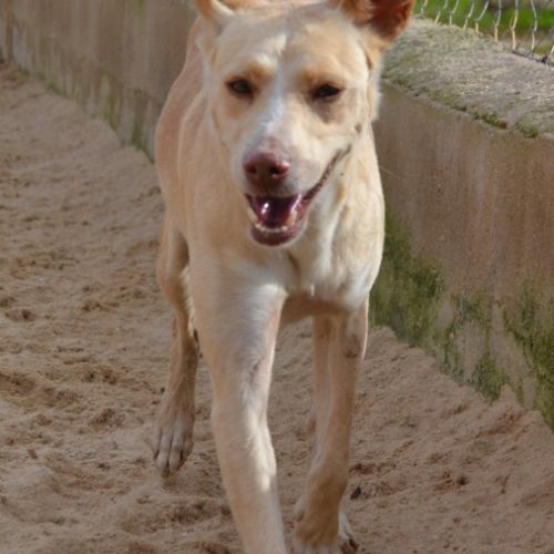 Krispy, podenco Ă  l'adoption ! đŸ #6