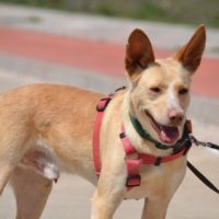 Krispy, podenco à l'adoption ! 🐾