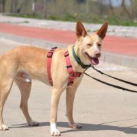 Krispy, podenco Ă  l'adoption ! đŸ #3