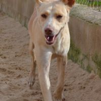 Krispy, podenco Ă  l'adoption ! đŸ #6