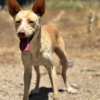 Krispy, podenco Ă  l'adoption ! đŸ #8