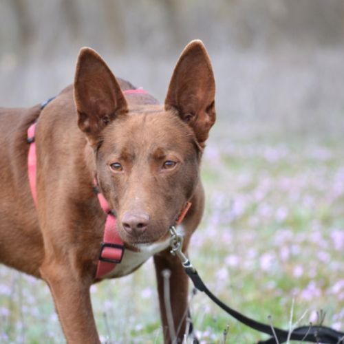 Choco, magnifique podenco chocolat à adopter ! ✨
