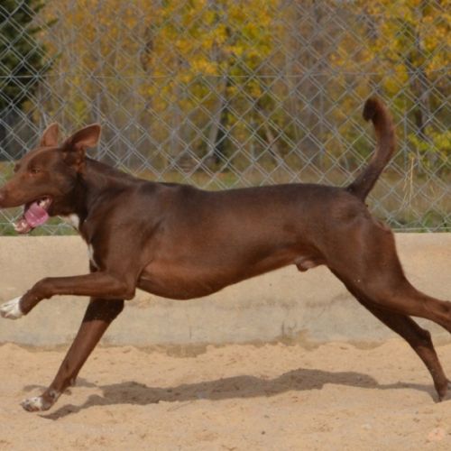 Choco, magnifique podenco chocolat à adopter ! ✨ #6