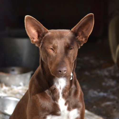 Choco, magnifique podenco chocolat à adopter ! ✨ #7