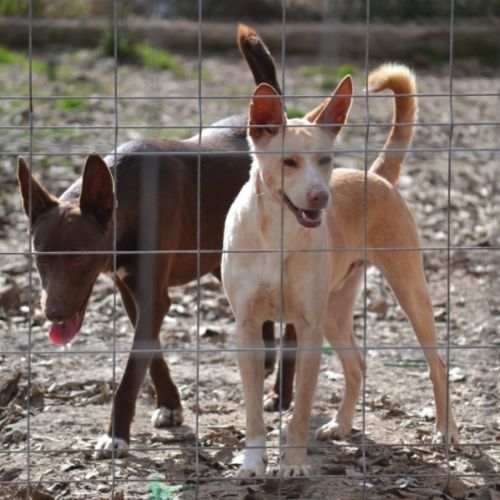 Choco, magnifique podenco chocolat à adopter ! ✨ #8