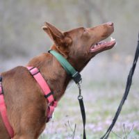 Choco, magnifique podenco chocolat à adopter ! ✨ #3