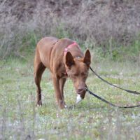 Choco, magnifique podenco chocolat à adopter ! ✨ #4