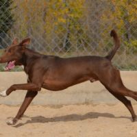 Choco, magnifique podenco chocolat à adopter ! ✨ #6
