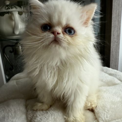 Chatons persans femelles blanches aux yeux bleus #2
