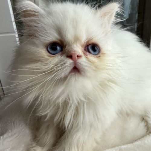 Chatons persans femelles blanches aux yeux bleus #3