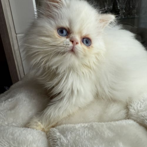 Chatons persans femelles blanches aux yeux bleus #4