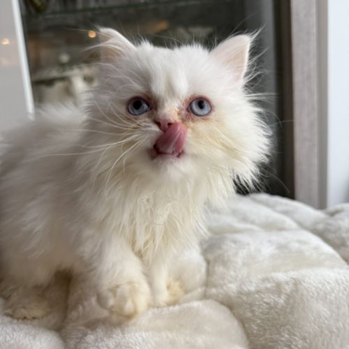 Chatons persans femelles blanches aux yeux bleus #6
