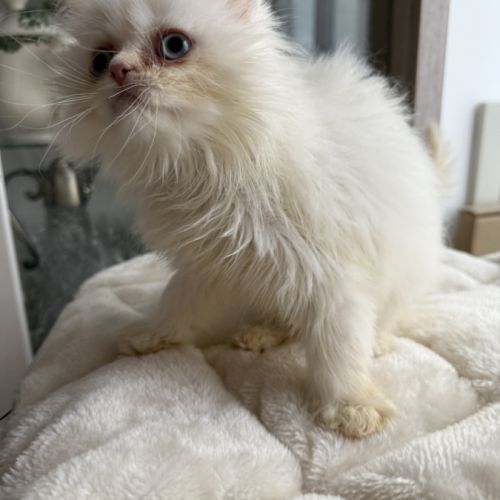 Chatons persans femelles blanches aux yeux bleus #8