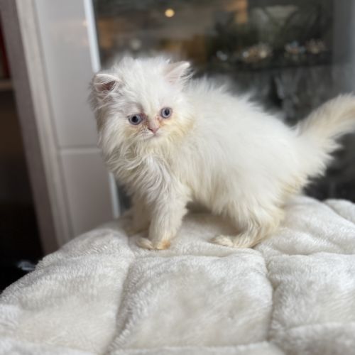 Chatons persans femelles blanches aux yeux bleus #9