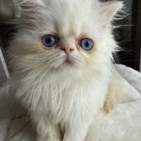 Chatons persans femelles blanches aux yeux bleus #1