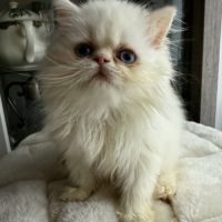 Chatons persans femelles blanches aux yeux bleus #2