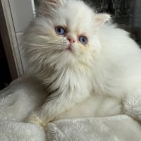 Chatons persans femelles blanches aux yeux bleus #4