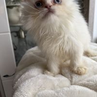 Chatons persans femelles blanches aux yeux bleus #7
