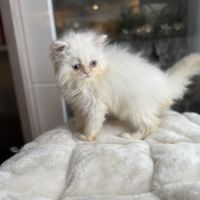 Chatons persans femelles blanches aux yeux bleus #9