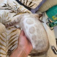 Chatons bengal brown & porteur charcoal gêne apb