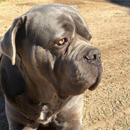 A vendre chiots cane corso lof #2
