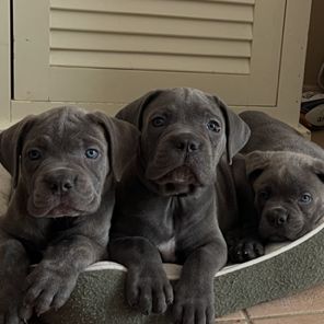 A vendre chiots cane corso lof #3