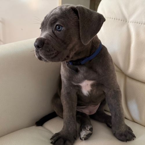 A vendre chiots cane corso lof #4