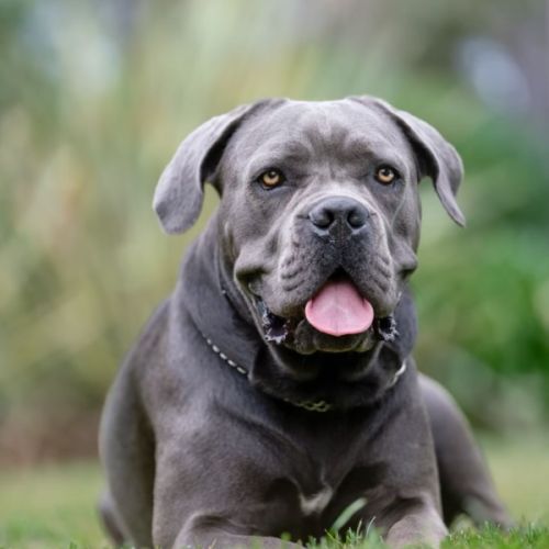 A vendre chiots cane corso lof #6