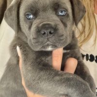 A vendre chiots cane corso lof #0