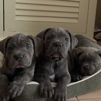 A vendre chiots cane corso lof #3