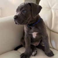 A vendre chiots cane corso lof #4