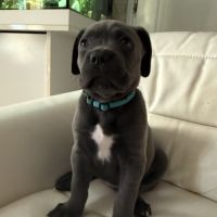 A vendre chiots cane corso lof #5